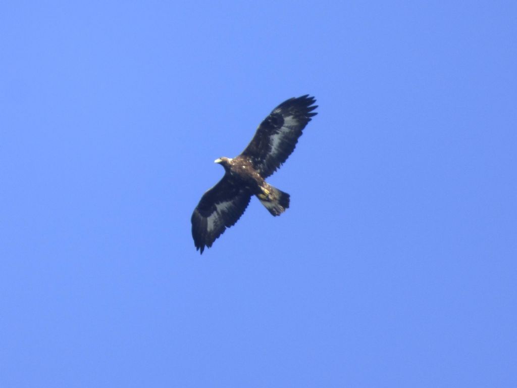 Aquila reale